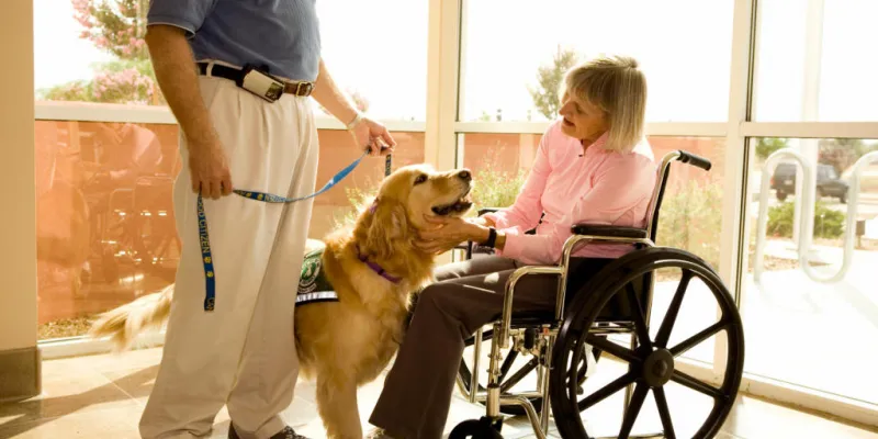 dog training, therapy dog training, therapy dog training near me, service dog training, service dog training near me, training a therapy dog, training a service dog, therapy dogs training, how to train a therapy dog, training therapy dog