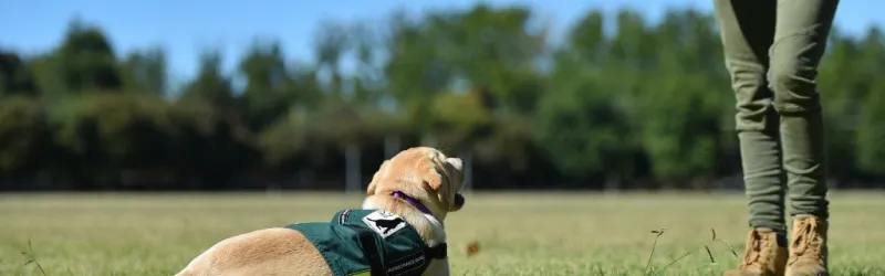 dog training, therapy dog training, training therapy dogs