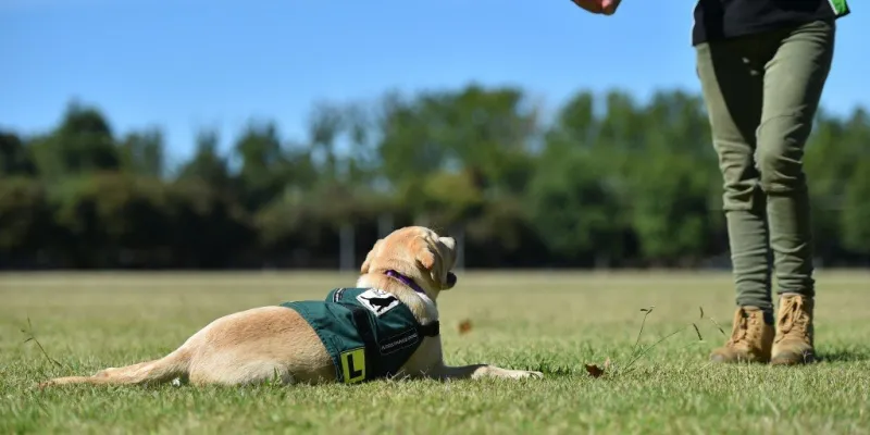 dog training, therapy dog training, training therapy dogs