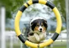 dog agility training,commands,sit,come,stay,leave,down,dog commands,essential commands