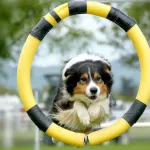 5 Essential Commands Every Dog Should Know