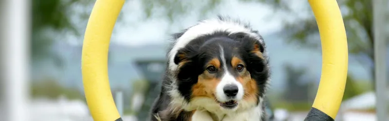 dog performance training, dog trick training, tricks to train your dog, dog training tricks, dog tricks to train, dog training tips and tricks