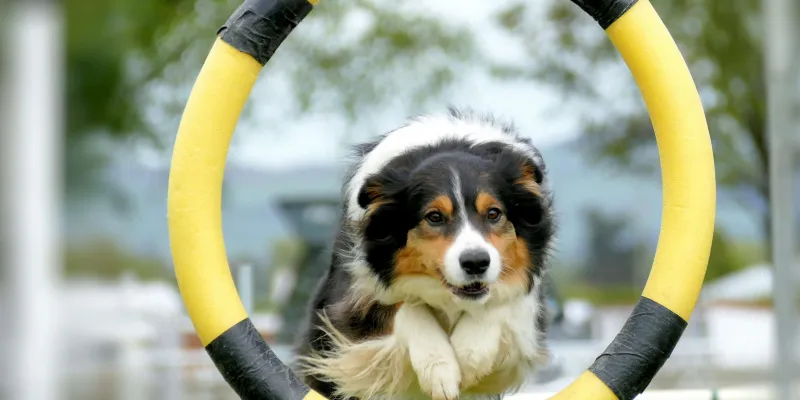 dog performance training, dog trick training, tricks to train your dog, dog training tricks, dog tricks to train, dog training tips and tricks