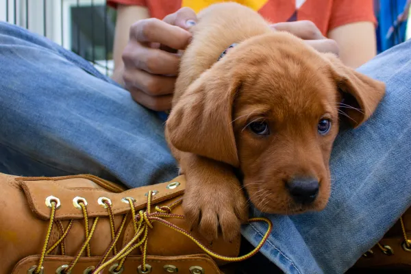 mobile dog training,online training,puppy training,dog trainer,k9 training