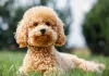 puppy training,how to train a puppy,puppy classes,near me,service dogs,service dog training