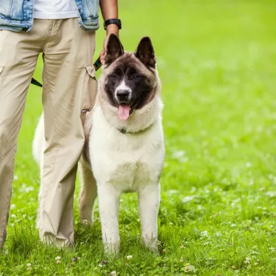 dog training,near me,service dogs,puppy training,dog obedience training,dog trainer