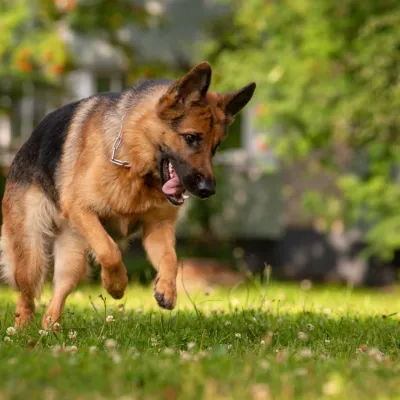 puppy training,dog behavior training,near me,training plans,dog trainers,dog whisperer