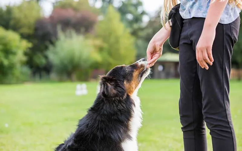 dog training, pet sitting, training reinforcement