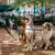 dog obedience training,near me,obedience training for dogs,dog obedience classes,dog obedience school,puppy,obedience training
