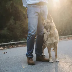 group dog training,group dog training classes,group dog training near me,group dog training classes near me,puppy classes,dog obedience classes,puppy class,puppy socialization classes,dog training group classes,dog group training classes,dog training group classes near me,dog training groups,dog training groups near me,los angeles,california,90049