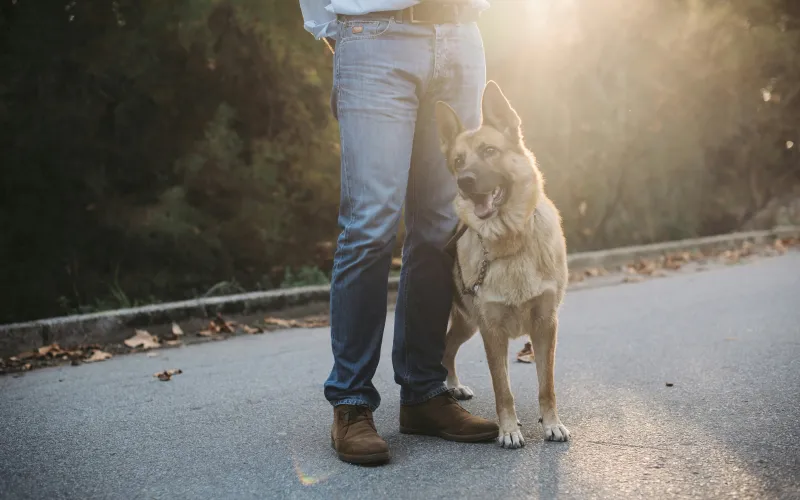 group dog training,group dog training classes,group dog training near me,group dog training classes near me,puppy classes,dog obedience classes,puppy class,puppy socialization classes,dog training group classes,dog group training classes,dog training group classes near me,dog training groups,dog training groups near me,los angeles,california,90049