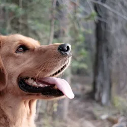 dog training,therapy dog training,therapy dog training near me,service dog training,service dog training near me,training a therapy dog,training a service dog,therapy dogs training,how to train a therapy dog,training therapy dog,dog therapy training,dog therapy training near me,pet therapy dog training,train therapy dog,training therapy dogs,los angeles,california,90049