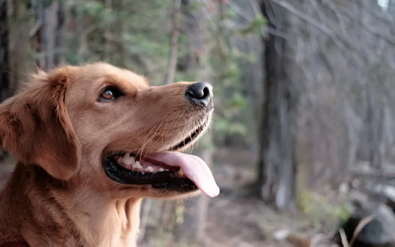 dog training,therapy dog training,therapy dog training near me,service dog training,service dog training near me,training a therapy dog,training a service dog,therapy dogs training,how to train a therapy dog,training therapy dog,dog therapy training,dog therapy training near me,pet therapy dog training,train therapy dog,training therapy dogs,los angeles,california,90049