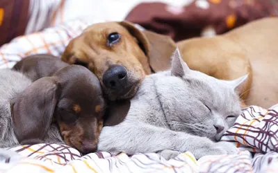 Overnight Pet Sitting