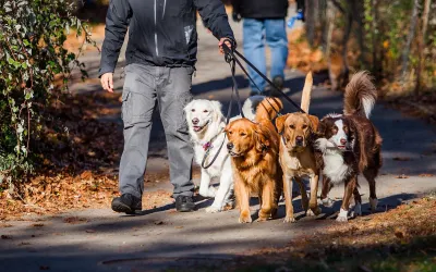 Dog Walking