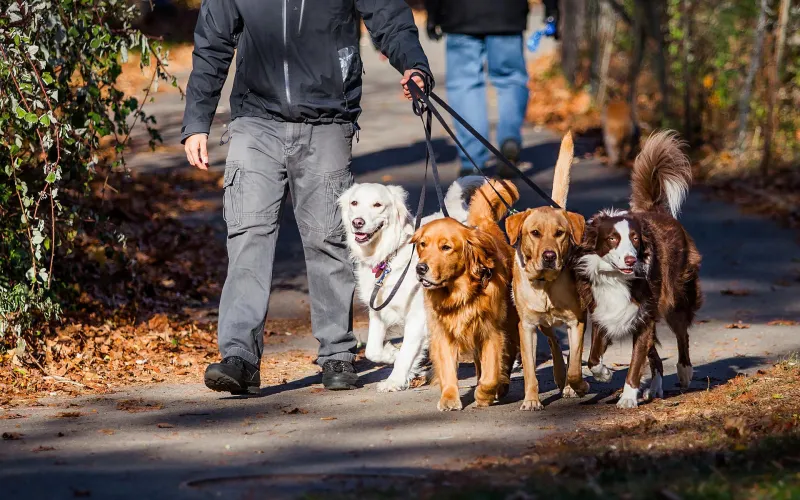 dog training, pet sitting, dog walking